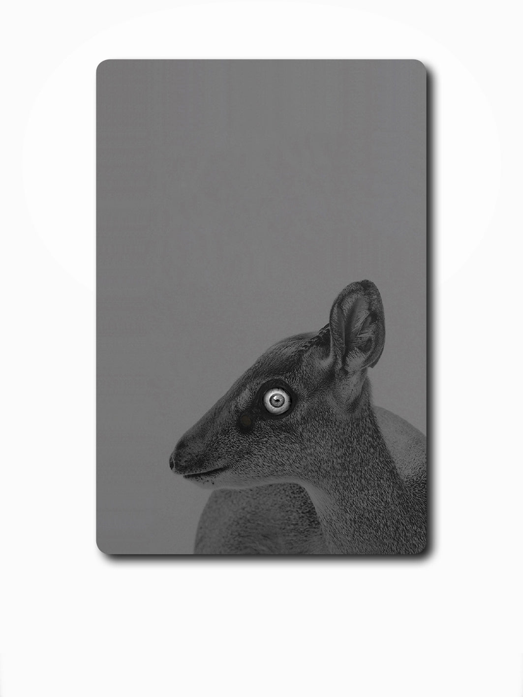 Grey Bambi